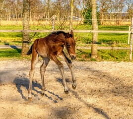 Dark brown foal rears up and gallops in the outdoor arena. Having fun in the sun, one week old. wooden fence and grass. animal themes, newborn