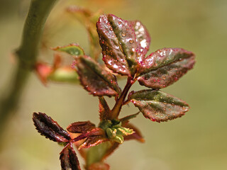 Fototapeta premium Rose leafs