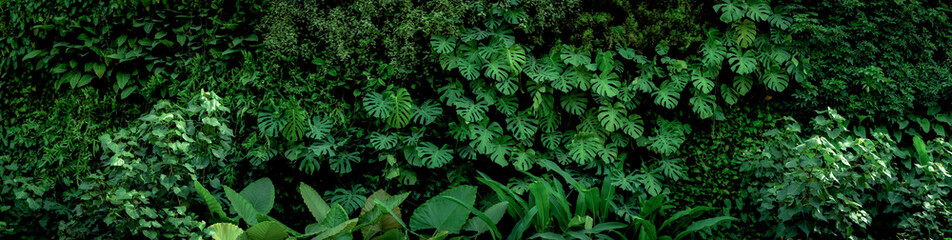 Group background of dark green tropical leaves ( monstera, palm, coconut leaf, fern, palm...