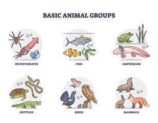 Basic animal groups and biological nature categories division outline diagram. Labeled educational zoology scheme with invertebrates, fish, amphibians, reptiles, birds and mammals vector illustration.