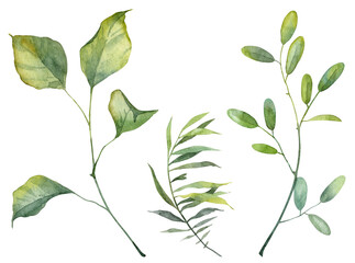 Set of green leaves on stem. Watercolor hand painted botany objects on white background. Different leaves collection