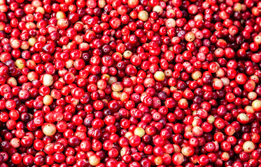 Natural background from fresh harvested cranberry