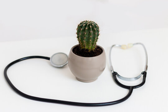 Stethoscope lies on white isolated background with cactus in the middle. Medical concept of hemorrhoids, anal pains