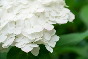 白い紫陽花の花