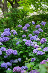 紫色の紫陽花の花