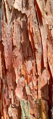tree texture