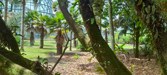 trees in the park