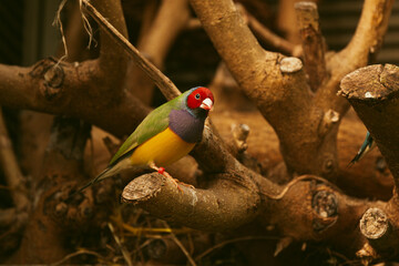 Small finch bird on a branch in a bird nursery