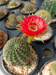 Lobivia cactus