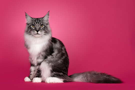 Impressive silver black tabby Maine Coon cat, sitting side ways. Looking towards camera. Isolated on a fuchsia pink background.