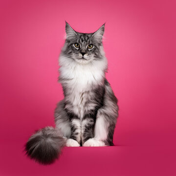 Impressive silver black tabby Maine Coon cat, sitting facing front on edge. Looking towards camera. Isolated on a fuchsia pink background.