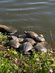 Turtles by the lake