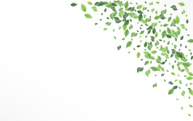 Mint Foliage Tree Vector White Background