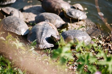 Turtles Sunbathing