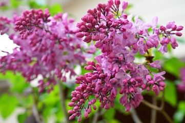 ライラック　紫丁香花（ムラサキハシドイ）