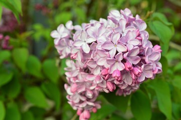 ライラック　紫丁香花（ムラサキハシドイ）Syringa vulgaris