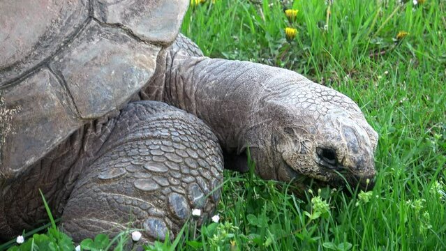 Aldabra giant tortoise (Aldabrachelys gigantea) eating grass