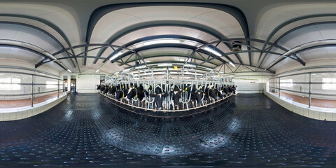 full seamless 360 panorama inside of interior of cowshed with cows in equirectangular spherical...