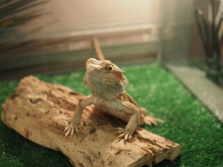 Cute baby of bearded agama dragon is sitting on log in his terrarium with open mouth. Exotic domestic animal, pet. The content of the lizard at home.