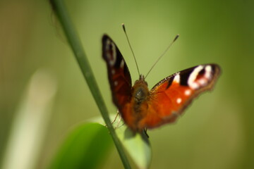 Fototapeta premium butterfly on leaf