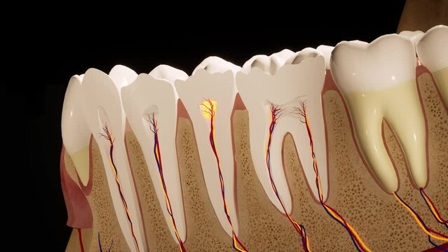 Toothache. Anatomical detailed section of the teeth. Nerve inflammation. 3D animation