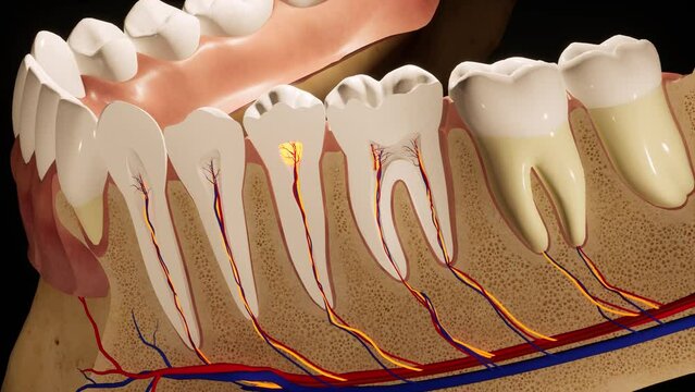 Toothache. Anatomical detailed section of the teeth. Nerve inflammation. 3D animation