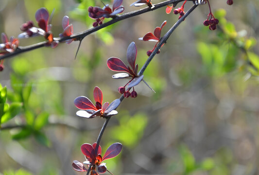 Fr&uuml;hlingszweig mit Dornen - Sauerdorn - Gemeine Berberitze - Berberis vulgaris