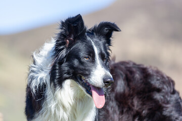Portrait of a Border Collie outdoors