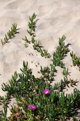 Ice plant Delosperma succulent plants ground cover with purple flowers in the beach sand