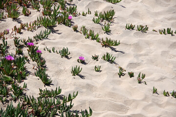Ice plant Delosperma succulent plants ground cover with purple flowers in the beach sand