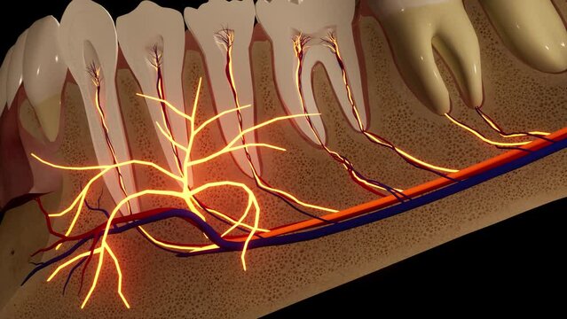 Tooth - detail model - 3D model animation on a black background. Nerves, cut tooth, arteries.