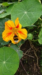 yellow flower with leaves