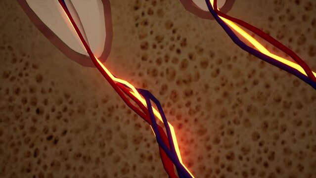 Toothache. Anatomical detailed section of the teeth. Nerve inflammation. 3D animation