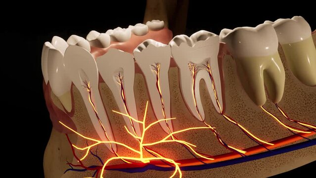 Tooth - detail model - 3D model animation on a black background. Nerves, cut tooth, arteries.