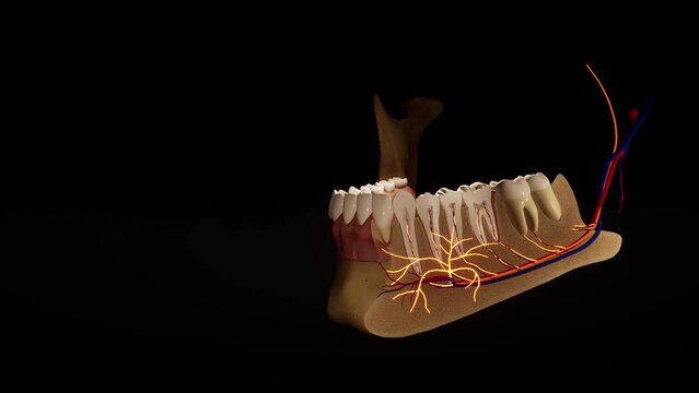 Tooth - detail model - 3D model animation on a black background. Nerves, cut tooth, arteries.