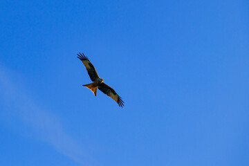 Obraz premium Red kite with spread wings soaring against the blue sky