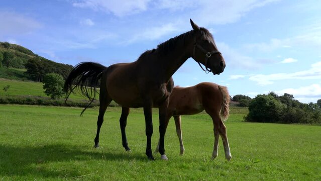 Young mother with suckling foal. Motherhood in mother nature. What a beautiful sight. Mother and baby horse chestnut mare with foal in outdoor paddock mare. 