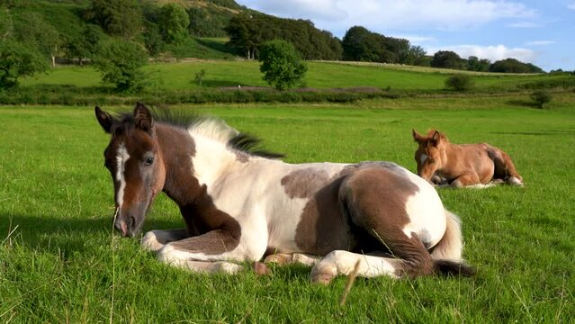 Two foals eating grass in the pasture. Portrait of horses on the background of nature. Horse breeding, Horse foals. Mother nature. Scottish countryside horses