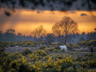 White Horse In New Forest Sunset