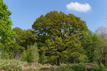 Big oak tree in Notre-Dame forest. Ile-De-France region