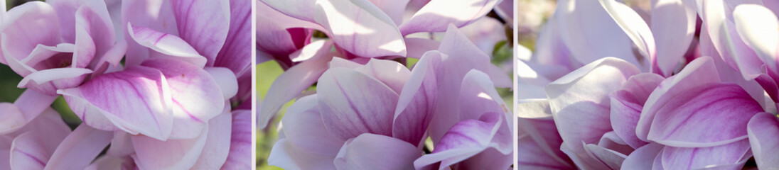 Delicate pink magnolia flowers in full bloom close up. One photo of three fragments, interior design, background photo