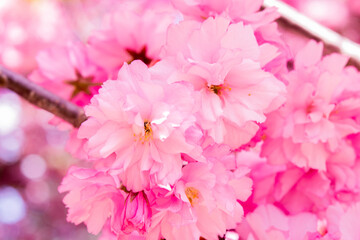 Blooming sakura tree, pink flowers cherry on twig in garden in a spring day on background blue sky