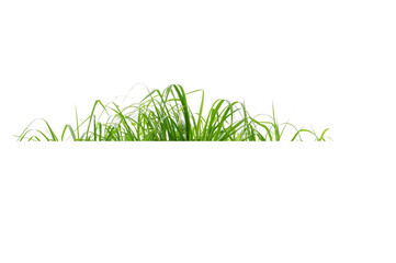 Fototapeta premium Green Grass Border isolated on white background.The collection of grass.(Manila Grass)The grass is native to Thailand is very popular in the front yard.