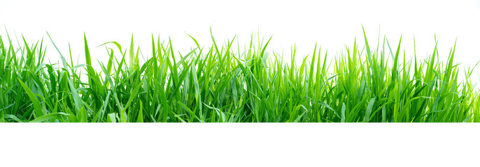 Isolated green grass on a white background