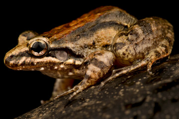 Fototapeta premium Windward ditch frog (Leptodactylus validus)