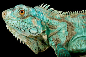 Wild Blue Iguana (Iguana iguana)  - obrazy, fototapety, plakaty
