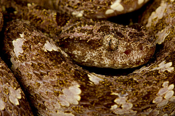 Speckled Forest Pit Viper  (Bothrops taeniatus taeniatus)