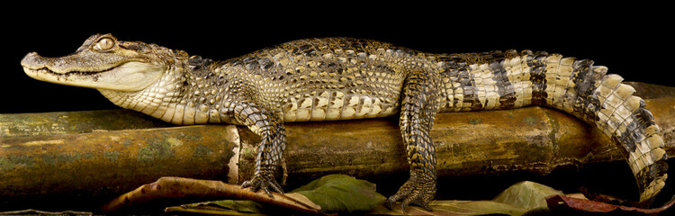 Spectacled caiman (Caiman crocodilus) - obrazy, fototapety, plakaty