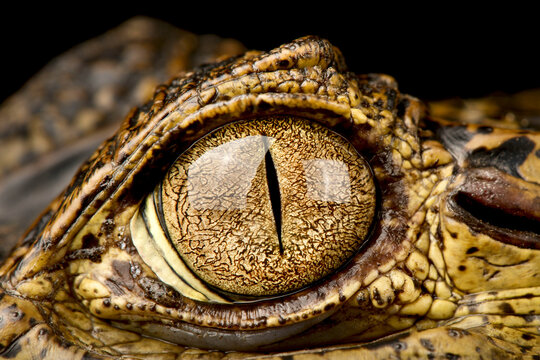 Spectacled caiman (Caiman crocodilus) eye