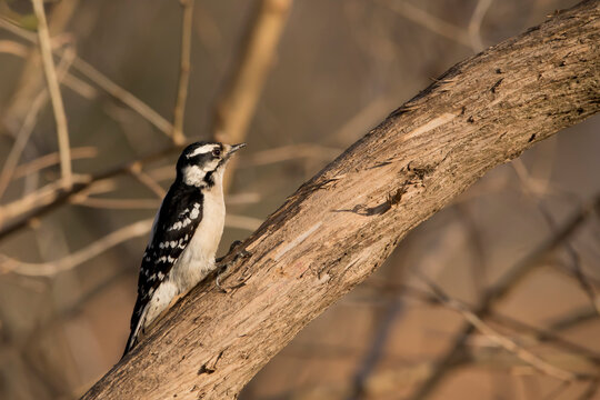 Female woodpecker perching on a tree branch looking up. 